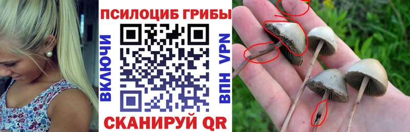 Галлюциногенные грибы Psilocybe  хочу   Сорочинск 